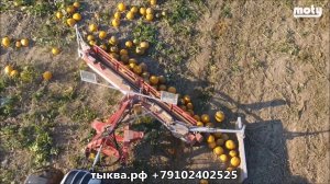 Валкователь тыквы перед уборкой Rollmax - тыквенный отвал