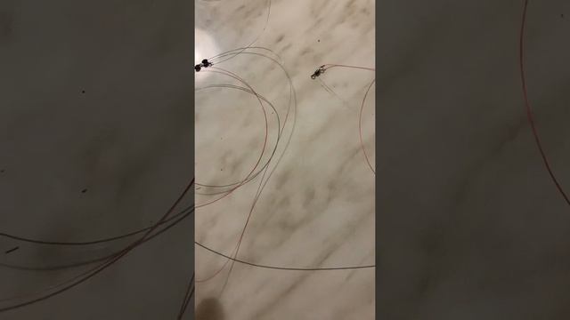Донный монтаж на форель 100% улов