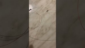 Донный монтаж на форель 100% улов