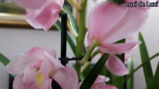 Cymbidium orhideja - nega смотреть онлайн