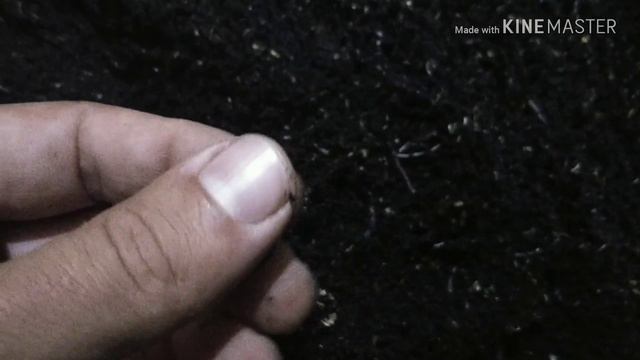 Один из способов выманки малька червя дендробена. смотреть онлайн