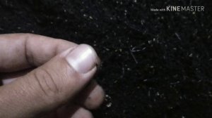 Один из способов выманки малька червя дендробена.