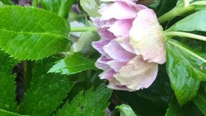 Осеннее цветение морозников ,а ведь Морозник – рождественский цветок