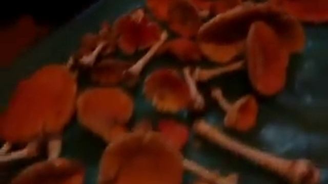 Amanita muscaria смотреть онлайн