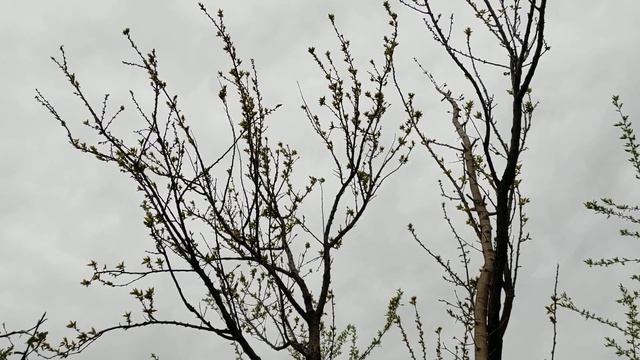 Абрикос який оброблявся і який ні.Сігнум,Скор,Хорус. смотреть онлайн