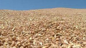 Россия в этом году собрала рекордный урожай зерна