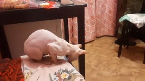 Сфинксы Сфикс & Канадский Сфинкс