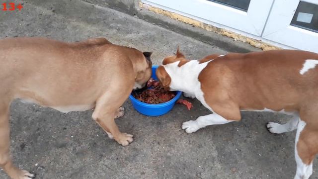 Сколько весит Амстафф в 1 год, день рождения у Бони И Зевса. How much does Amstaff weigh in 1 year? смотреть онлайн