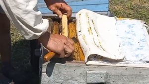 Родовая пасека в горах Алтая