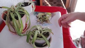 Клаусята погибают, требуется срочное реанимирование