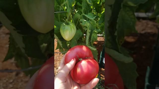 Когда снимать помидоры с куста? смотреть онлайн