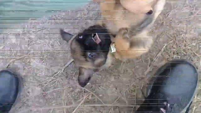 Осень 2018 |Собани Ади и Джони