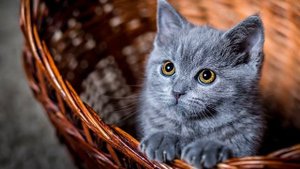 Реклама книги "Молли маленькая волшебница", Холли Вебб, 6+