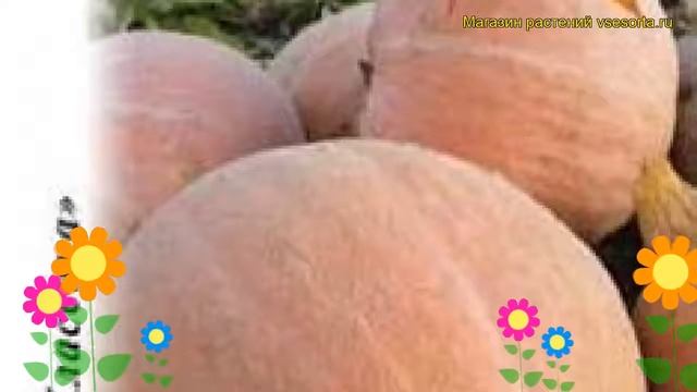 Тыква Стофунтовая (Тыква). Краткий обзор, описание характеристик, где купить семена cucurbita pepo смотреть онлайн