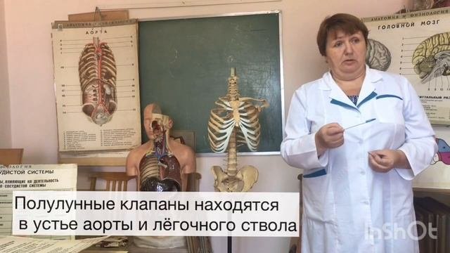 Внешние проявления деятельности сердца