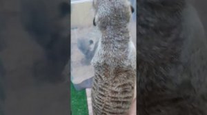 Сурикаты дома. Игры с песком.