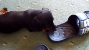 Такса кусается и злится