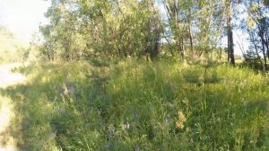 Лещи есть и в малых реках  Рыбалка с фидером на реке Уста