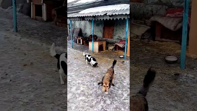 #ПРИЮТ"ВЕРНЫЙ ПЕС". РУБЦОВСК. смотреть онлайн