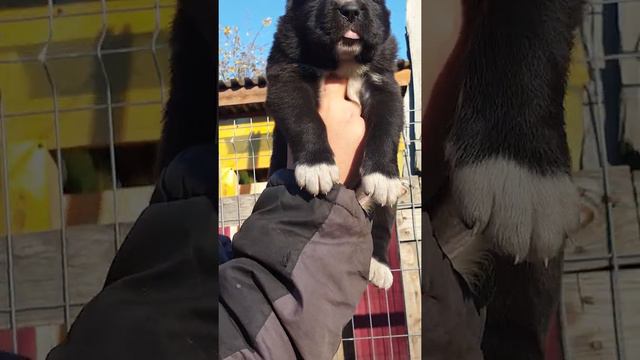 мальчик сао продажа 89278137957 вайбер ватсап смотреть онлайн