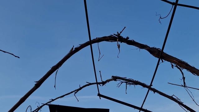 Кардинальная обрезка винограда Изабелла