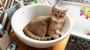 Барханная кошка нашла лучшее место для сна / Енот сделал себе берлогу в шкафу