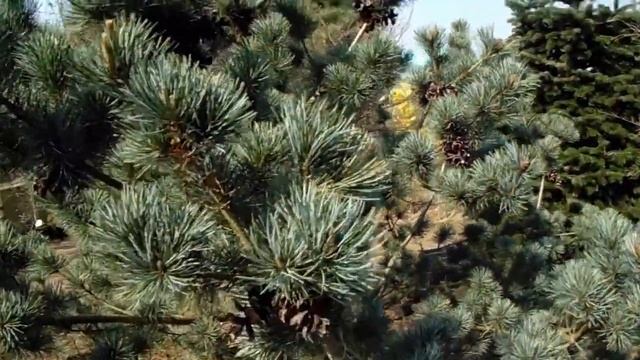 Привитые саженцы 10 лет спустя. Что получилось? смотреть онлайн