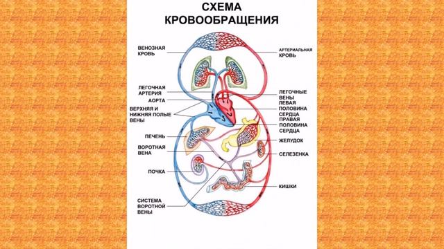 Природоведение, 3 класс " Кровеносная система"