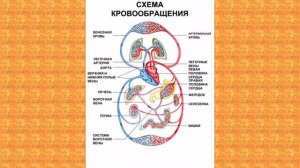 Природоведение, 3 класс " Кровеносная система"