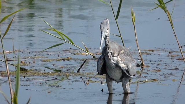 Watch That Beak смотреть онлайн