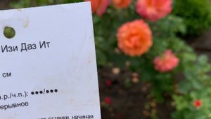 Роза Easy Does It/ Изи Даз Ит ?