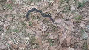 Встреча с гадюкой в лесу подмосковья