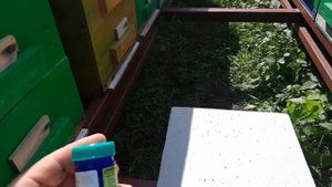 Обработка пасеки от клеща варроа муравьинкой.
