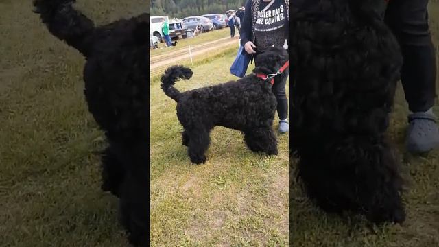 26 августа 2023 г. Russian black terrier, Выставка собак РАМЕНЬЕ, Русский чёрный терьер смотреть онлайн