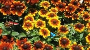 Рудбекия хирта Микс ? хирта рудбекия Микс обзор: как сажать, семена рудбекии Микс