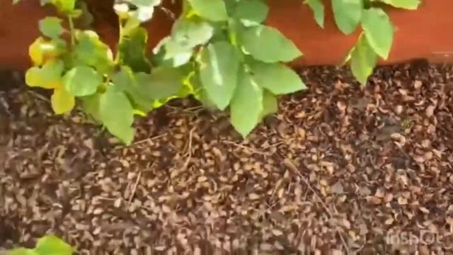 Кедровый отлёт как мульча