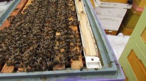 26.03.2024, утепляю 8 рамочный отводок с маткой бакфаста, ставлю белковую подкормку