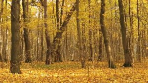 Осень в Измайлово. Поход к Оленьему пруду.