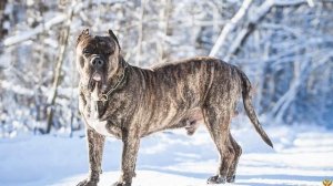 Канарский дог против Аргентинского дога - КТО ПОБЕДИТ?