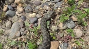 Метровый водяной уж2