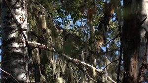 Air Pollution & Lichens: A Tour of the Columbia River Gorge