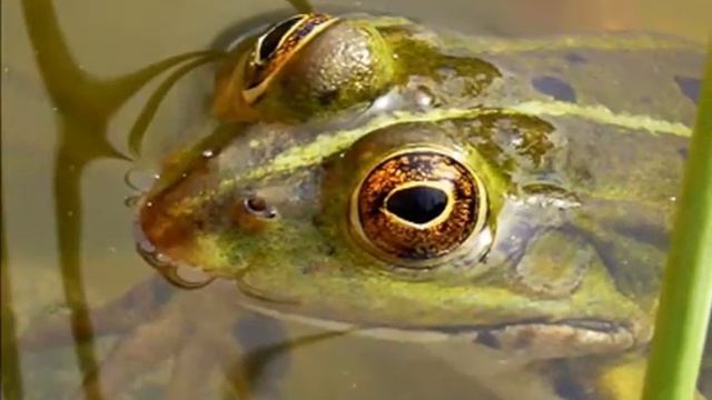 POESIE + LYRIK Kleiner Frosch 小さなカエル смотреть онлайн