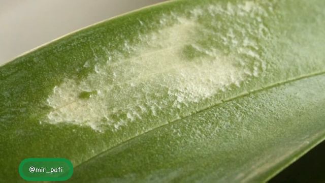 ОЖОГ НА ЛИСТЬЯХ ОРХИДЕИ!ЧТО ДЕЛАТЬ? смотреть онлайн