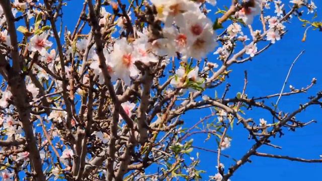 В Израиле цветет миндаль смотреть онлайн