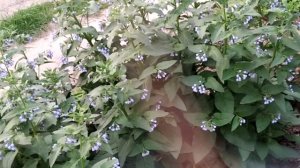 Необычное растение Окопник!!! Красивое и полезное растение!!!