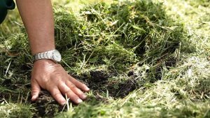 НЕ САЖАЙТЕ ЦВЕТЫ ПОД ДЕРЕВЬЯМИ