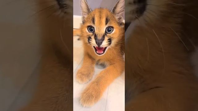 Представьте, что будет через год! #shorts смотреть онлайн