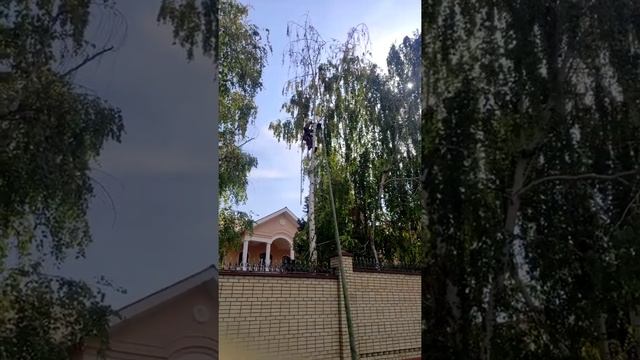 Яна Пилит мёртвую березу аккуратно, чтобы не повредить газон смотреть онлайн