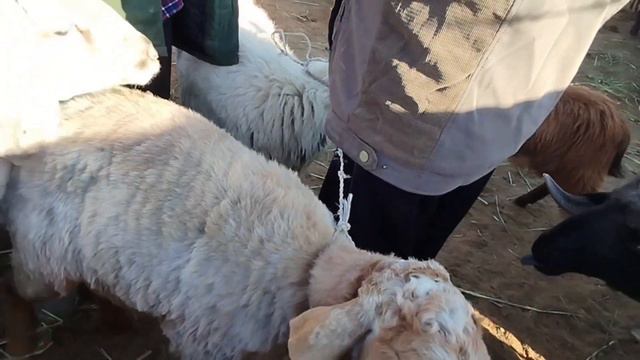 30-СЕНТЯБРЬ НОКИС РАЙОН МАЛ БАЗАР/СКОТНЫЙ РЫНОК/BUQALAR/BIGGEST BULLS IN THE WORLD/BIGG BULLS/СОWS