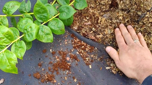 Подкисления кустов голубики серой. Подкисления почвы для голубики серой. смотреть онлайн